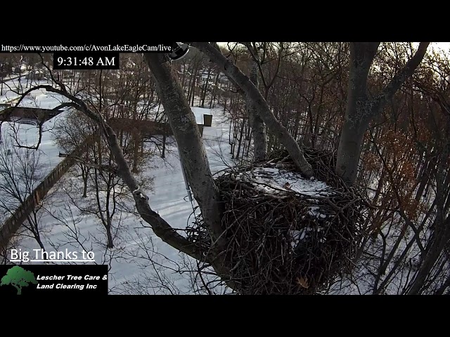 Avon Lake Eagle Cam 2