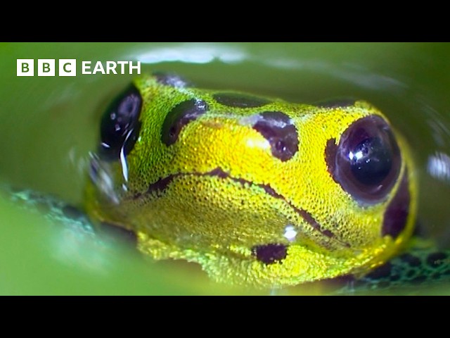 The Incredible World of Frogs | BBC Earth