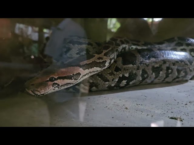 Indian Rock Python