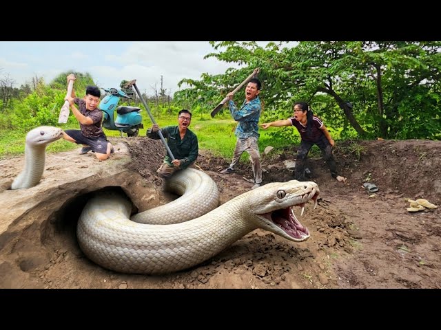 Expert Bravely Digs Up and Captures a Giant White Python