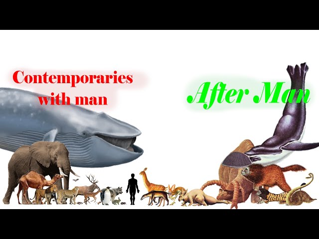 After Man and Contemporaries with Man Size Comparison [Unofficial]