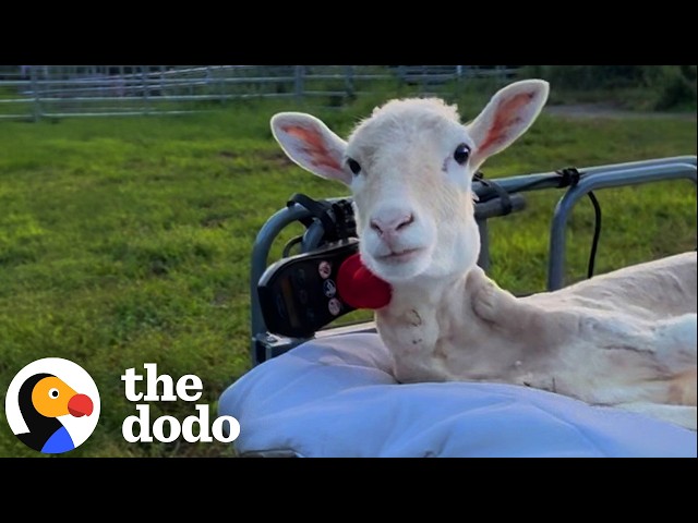 Disabled Sheep Learns To Drive Her Own Wheelchair | The Dodo