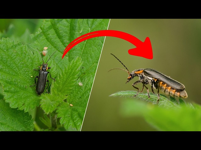 Macro Photography Backgrounds: One Small Shift, Completely Different Photo | Peter Dam
