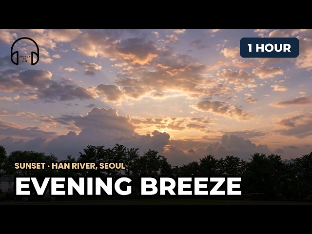 Summer Evening Breeze & Crickets 🌿 1 Hour Nature Sounds, No Music | Seoul Han River Park at Sunset