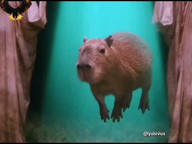 Ballano i babalú 👻 YUSIVUS X @SMVGGLERS X CAPYBARA X ALIENS X CATS & DOGS 