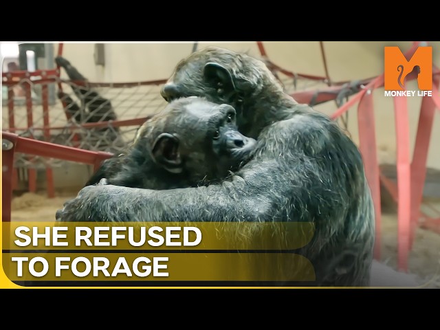 The Paralyzed Ape Who Forgot How to Be a Chimpanzee | Monkey Life | Season 18 Episode 3