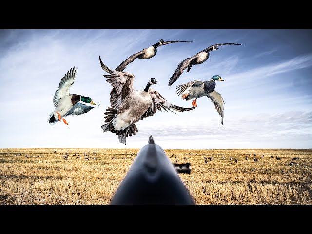300+ BIRDS IN 50 MINUTES | OCTOBER HIGHLIGHTS 2025!