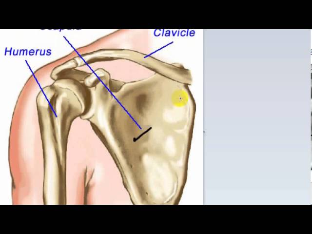 general anatomy 5  - types of bone (1) - by dr Sameh Ghazy