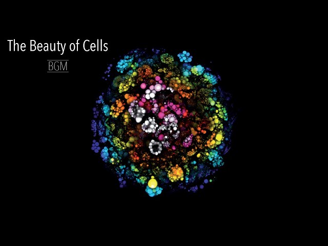 【Relax 2 HOUR BGM Music】The Beauty of Cells - Under the Microscope