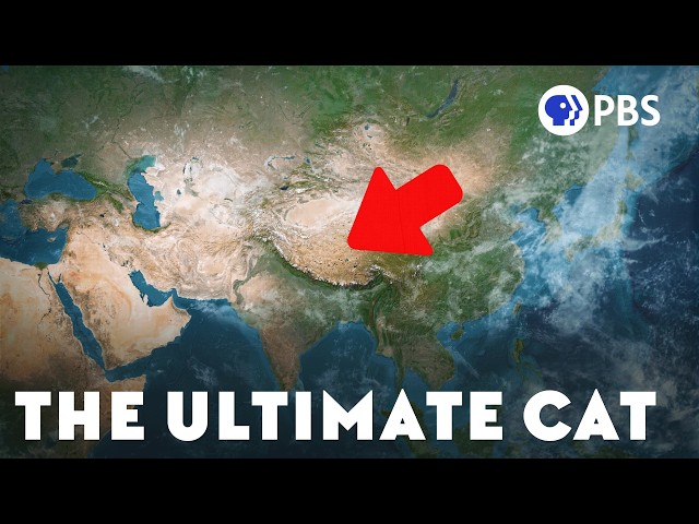 How the Tibetan Plateau Created the Ultimate Cat