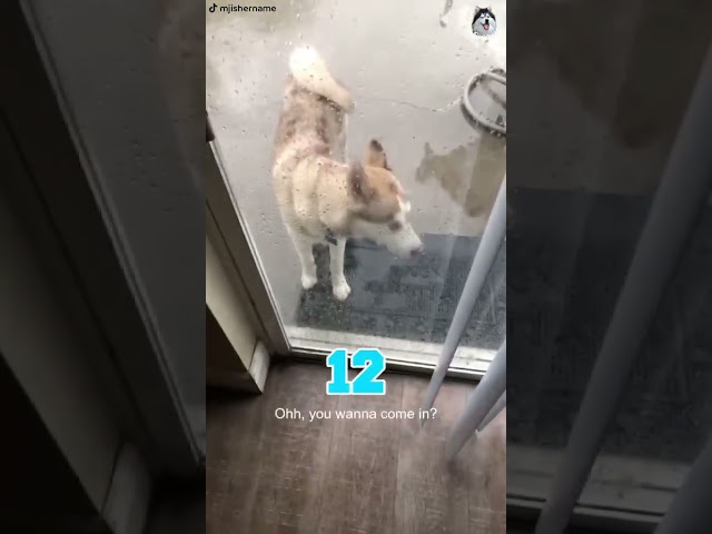 Husky's Hilarious Reaction To Almost Getting Hit By Lightning