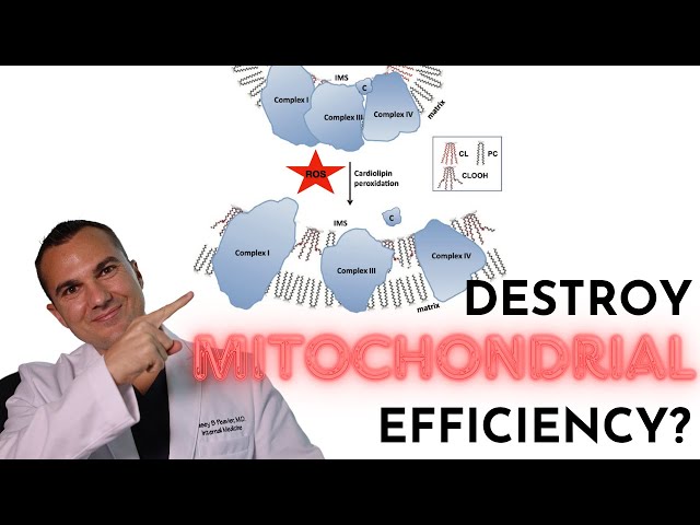 Three MAJOR Factors For Maximizing ATP Production