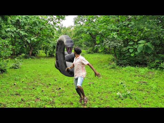 Giant Anaconda Attack in Real Life || Anaconda Attack Captured!