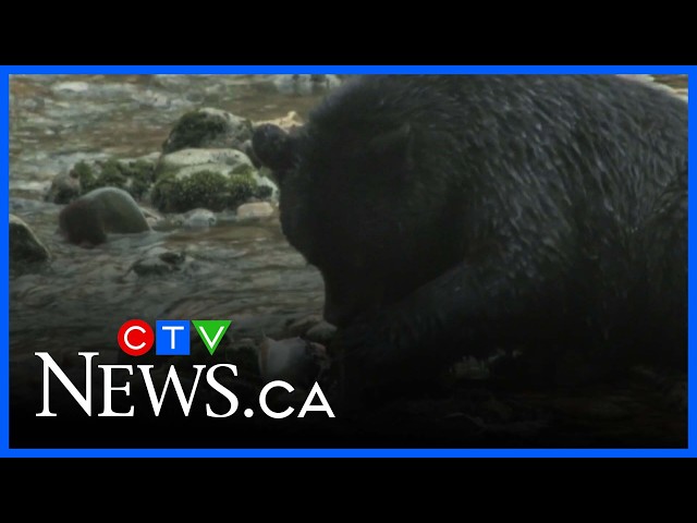 Two people dead after bear attack in Northern Saskatchewan