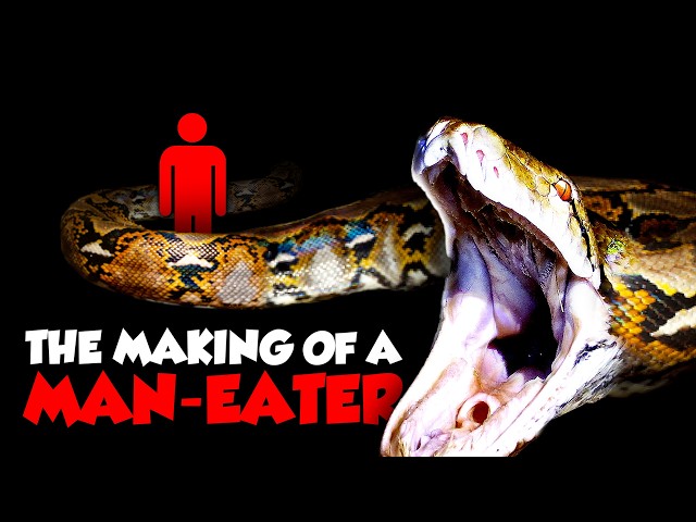 Why the World's Largest Snake is a Living Nightmare
