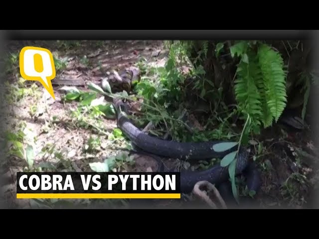 It’s King Cobra Vs Python: Watch To Know Who Won | The Quint
