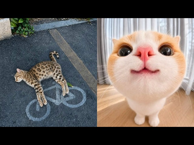 😹 4 Horas de Bruschimichis | Gatos Tan Divertidos que Te Quedarás Mirando