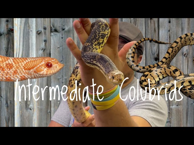 ¡5 grandes colúbridos intermedios!