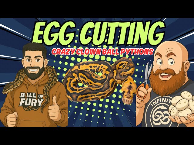 Crazy CLOWN Ball Pythons Are Hatching! Egg Cutting With Infinity Morphs! 