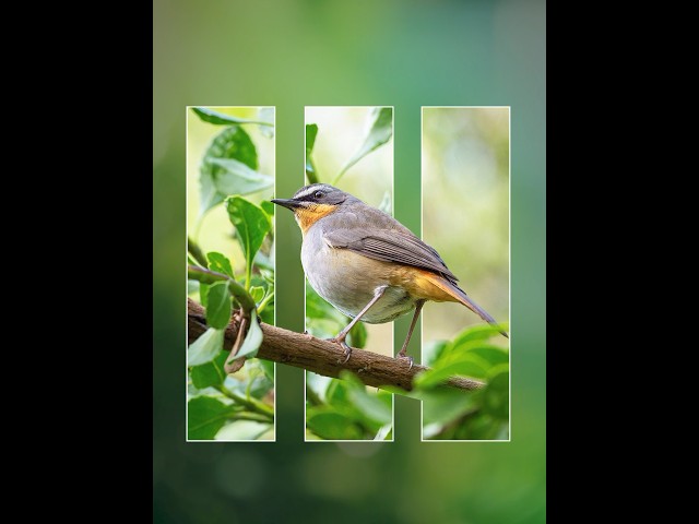 Photoshop 2025 Tips - How to Edit Image with Clipping Mask Tool #ducthangds