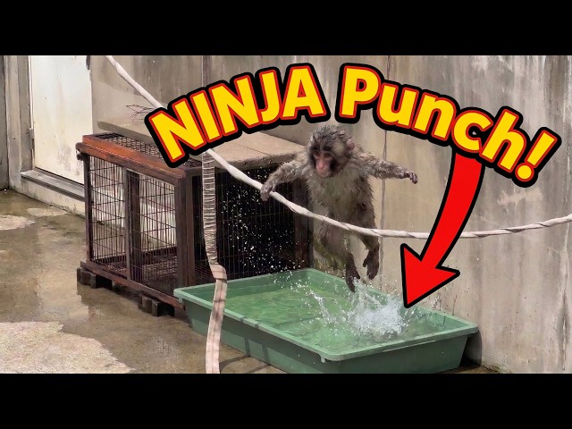 Baby Macaque Punch Turns Chain-Swinging Into a Ninja Warrior Run