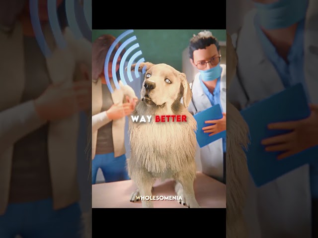 The Hero Blind Dog 🐶