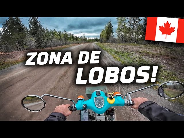 I ENTER WOLF TERRITORY AND CAMP IN THE MIDDLE OF THE FOREST👀😱 | CANADA🇨🇦