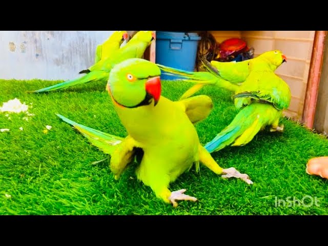Beautiful Ringneck Parrot | Talking, Playing & Natural Sounds 🦜