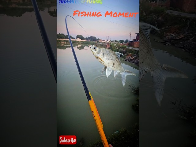 Black Rohu #fishing