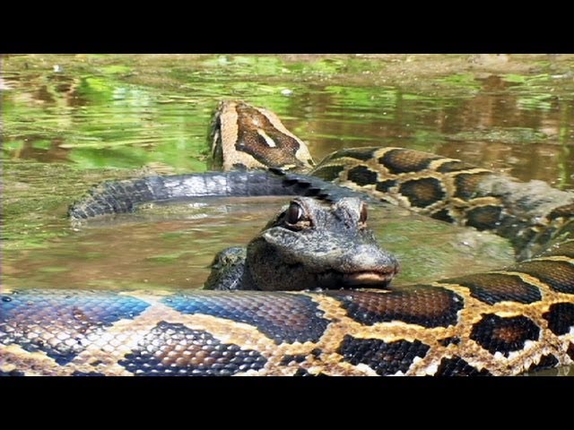 Pythons at Alligator Pond 07 - Dangerous Animals in Florida