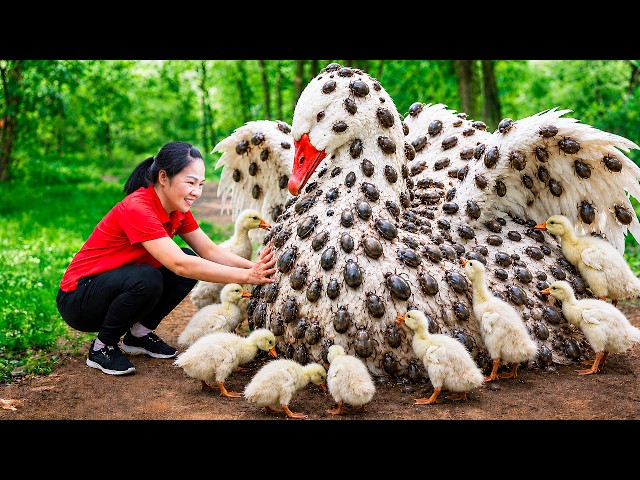 Harvesting Giant Python Geese & Go to Market Sell | The complete life cycle from egg to survivor
