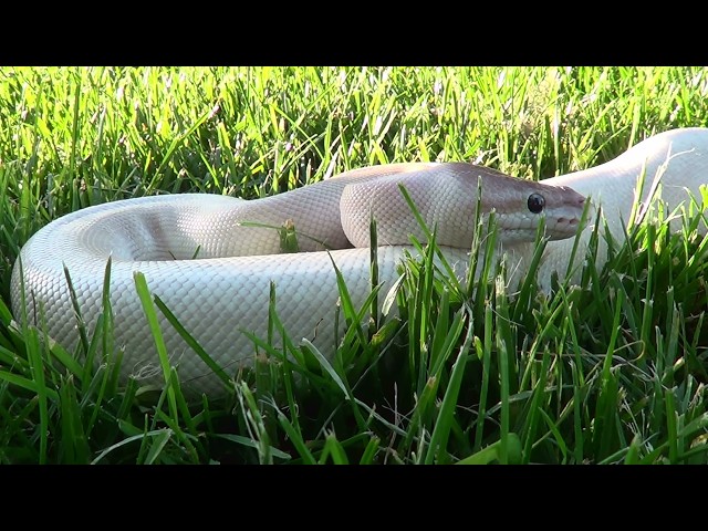 Pet Python Outing