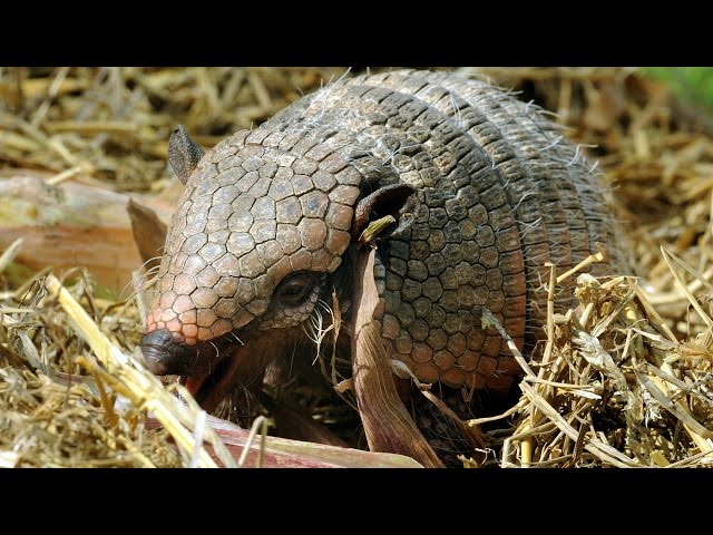 Armadillos could spread leprosy