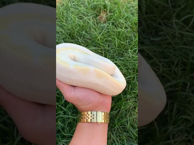 Snakes on super fire #shorts #snake #ballpython #animal #fire #winner #contest #prize #reptile