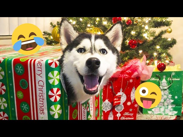 I dare you not to LAUGH at these FUNNY DOGS 😁🦮 - Best Funny Animals Videos 2025 #185