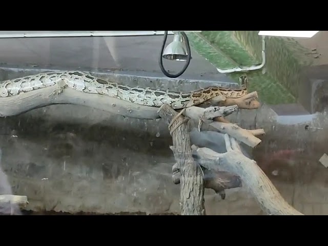 #snake#short#subcribe