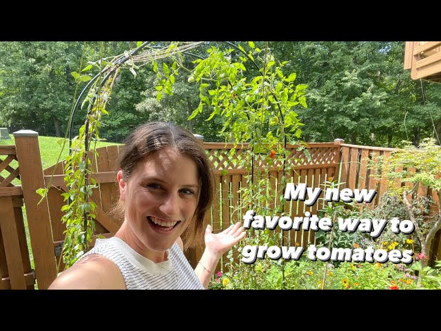 Growing Tomatoes On An Arched Trellis | Vertical Growing | The Reckless Garden