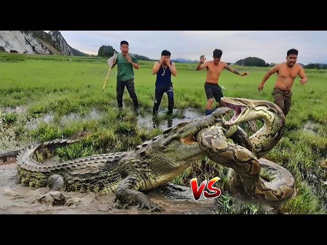 Brave Hunters Catch Giant Pythons and Crocodiles