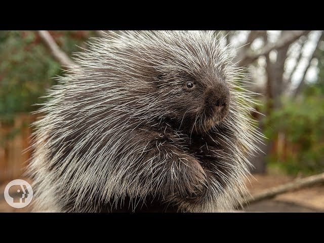 Porcupines Give You 30,000 Reasons to Back Off | Deep Look