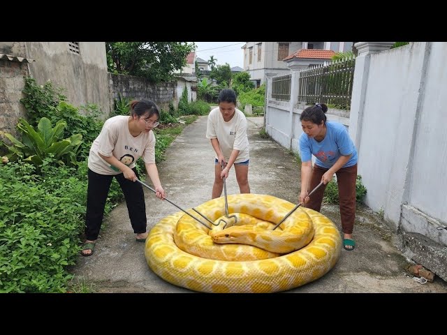 The Girl and the Brave Hunter Catch a Giant White Python