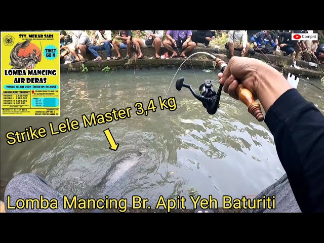 Master Catfish Strikes 3.4kg in Br. Apit Yeh's Rapid Water Fishing Competition in Baturiti