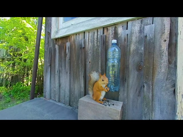 Squirrel 3D 180 video