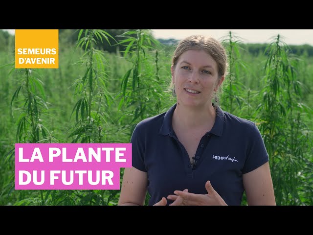 Le chanvre industriel a le vent en poupe