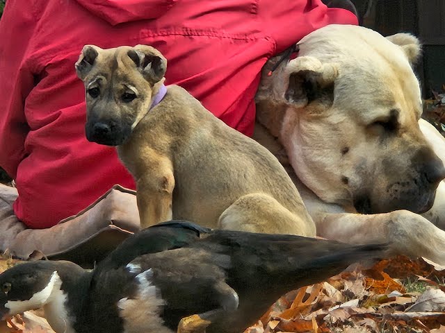 Outdoor life at Narroway Homestead