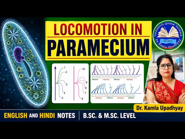 Locomotion in Paramecium english and Hindi notes l B.Sc. and M.Sc. Zoology 