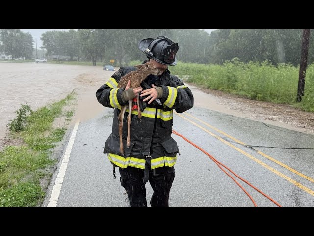 Morgan County first responders rescue baby deer from floodwaters during water rescue