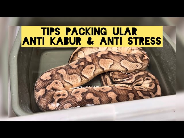 Guide to Packing & Shipping Ball Python Reptiles via TIKI (Legal and Safe) #ballpython