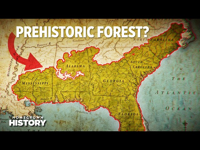 How a Prehistoric Forest Built America | Homegrown History