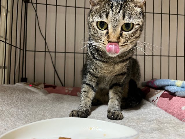 9️⃣ 保護猫たちの見守りカメラ【里親さま募集】《中央３段ケージ1階》｜保護ねこの家 24時間ライブ配信