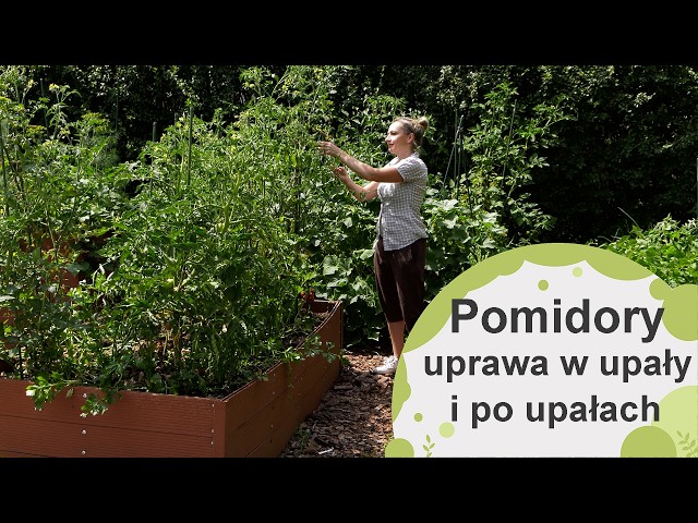 Growing Tomatoes During and After Heatwaves: What Are the Biggest Risks?